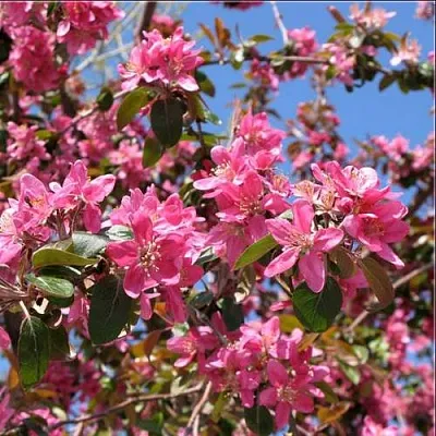 Яблоня ХЕЛЕНА декоративная в Набережных Челнах