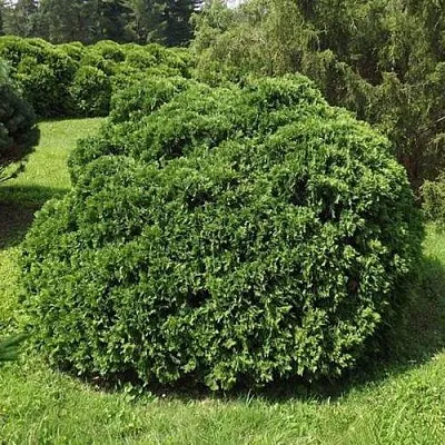 Туя УМБРАКУЛИФЕРА западная в Набережных Челнах