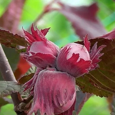 Фундук КАРДИНАЛ  Фундук КАРДИНАЛ в Набережных Челнах