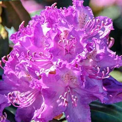 Рододендрон АЛЬФРЕД в Набережных Челнах