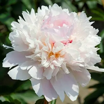 Пион АЛЕРТИ травянистый  Пион АЛЕРТИ травянистый в Набережных Челнах