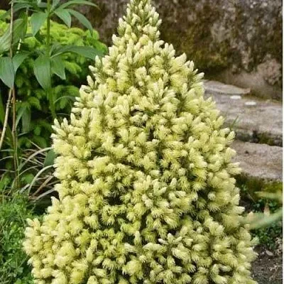 Ель МАЙГОЛД колючая  Ель МАЙГОЛД колючая в Набережных Челнах