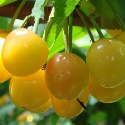 Черешня ЯНТАРНАЯ  Черешня ЯНТАРНАЯ в Набережных Челнах