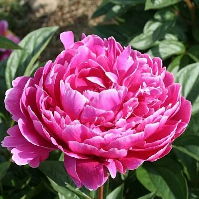 Пион СЕБАСТЬЯН МААС травянистый  Пион СЕБАСТЬЯН МААС травянистый в Набережных Челнах