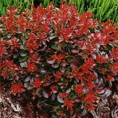 Барбарис КАРМЕН тунберга в Набережных Челнах