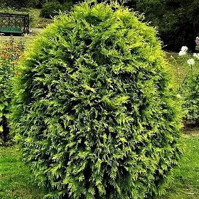 Туя ТИП ТОП западная в Набережных Челнах