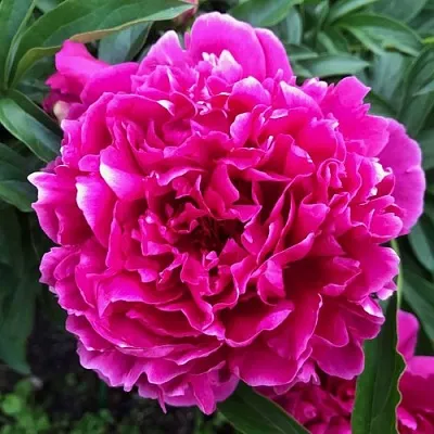 Пион КАРЛ РОЗЕНФЕЛЬД травянистый  Пион КАРЛ РОЗЕНФЕЛЬД травянистый в Набережных Челнах