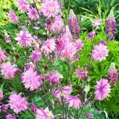 Аквилегия БАРЛОУ ПИНК гибрид МакКаны — описание сорта Аквилегия БАРЛОУ ПИНК гибрид МакКаны в Набережных Челнах