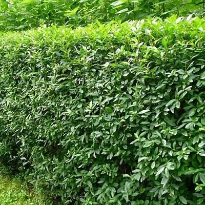 Бирючина обыкновенная  Бирючина обыкновенная в Набережных Челнах