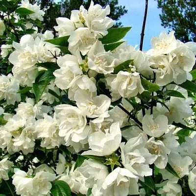 Жасмин ДЕНИСКИНЫ РАССКАЗЫ в Набережных Челнах