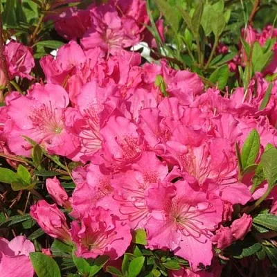 Азалия КИРСТИН японская  Азалия КИРСТИН японская в Набережных Челнах