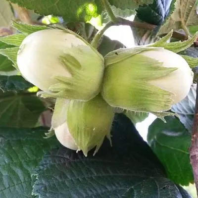 Фундук ЮННАТ  Фундук ЮННАТ в Набережных Челнах