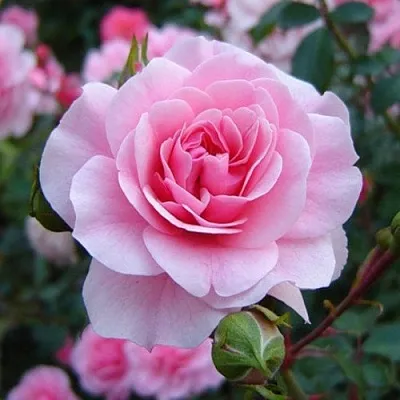 Саженцы роз БОНИКА флорибунда  Саженцы роз БОНИКА флорибунда в Набережных Челнах