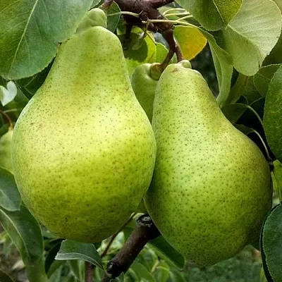Груша НОЯБРЬСКАЯ ЗИМНЯЯ в Набережных Челнах
