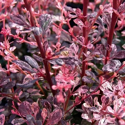 Барбарис АРЛЕКИН тунберга в Набережных Челнах