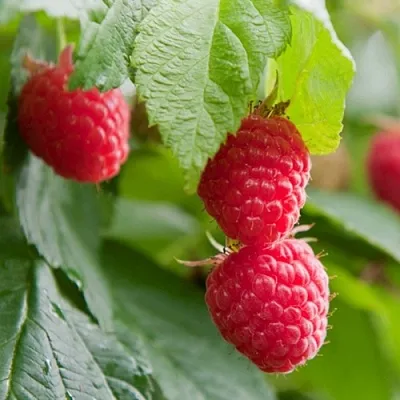 Малина МАРАВИЛЛА  Малина МАРАВИЛЛА в Набережных Челнах