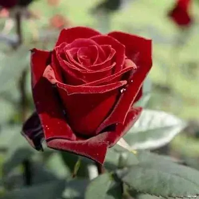 Саженцы роз ТАБУ чайно-гибридная в Набережных Челнах