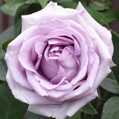 Саженцы роз ИНДИГОЛЕТТА плетистая  Саженцы роз ИНДИГОЛЕТТА плетистая в Набережных Челнах