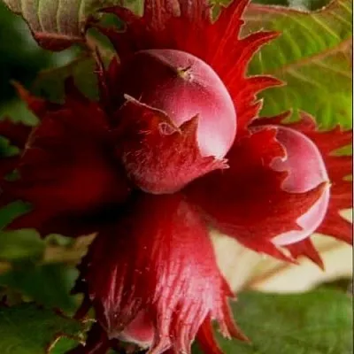 Фундук БАГРЯНЕЦ  Фундук БАГРЯНЕЦ в Набережных Челнах