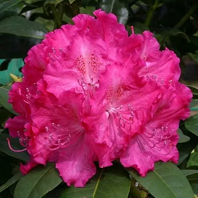 саженцы рододендрона