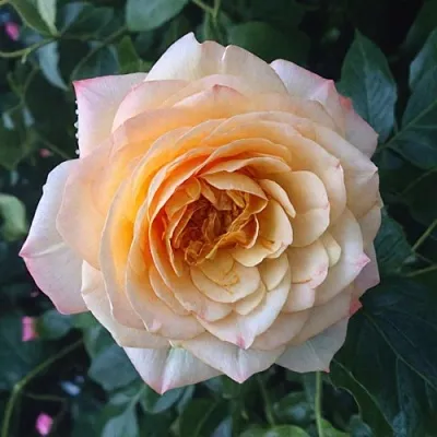 Саженцы роз АБЕЙ ДЕ СЕНТ-АМАН шраб  Саженцы роз АБЕЙ ДЕ СЕНТ-АМАН шраб в Набережных Челнах