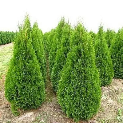 Туя СМАРАГД западная в Набережных Челнах