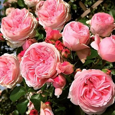 Саженцы роз ДЖАРДИНА плетистая  Саженцы роз ДЖАРДИНА плетистая в Набережных Челнах