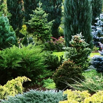 Хвойные растения  Хвойные растения в Набережных Челнах