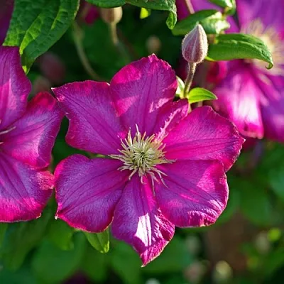 Клематис КАРМЕНСИТА в Набережных Челнах