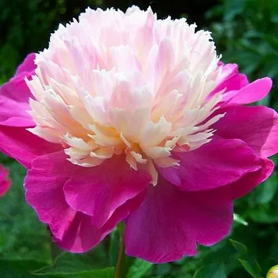 Пион ГЕЙ ПАРИ травянистый  Пион ГЕЙ ПАРИ травянистый в Набережных Челнах