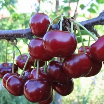 Вишня НОРД СТАР  Вишня НОРД СТАР в Набережных Челнах