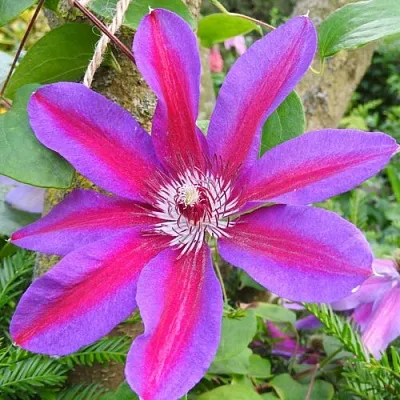 Клематис АКАИШИ в Набережных Челнах