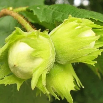 Фундук КАТАЛОНСКИЙ  Фундук КАТАЛОНСКИЙ в Набережных Челнах