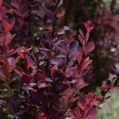 Барбарис ХЕЛМОНД ПИЛЛАР тунберга в Набережных Челнах