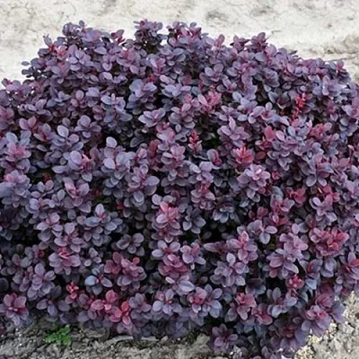 Барбарис КОНКОРД тунберга в Набережных Челнах