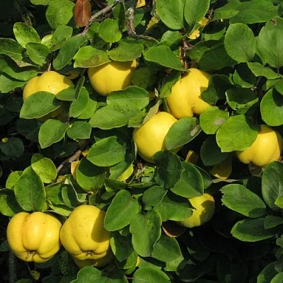 Айва  Айва в Набережных Челнах