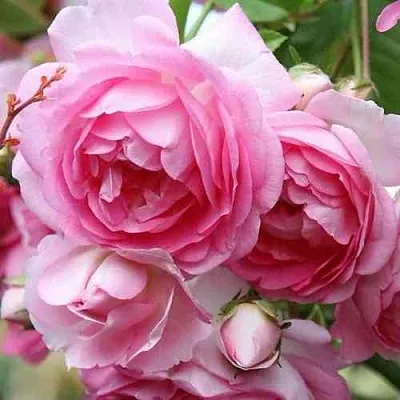 Саженцы роз ЖАСМИНА плетистая  Саженцы роз ЖАСМИНА плетистая в Набережных Челнах