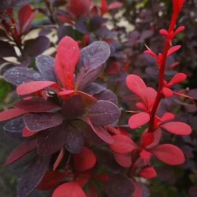 Барбарис РЕД ПИЛЛАР тунберга в Набережных Челнах