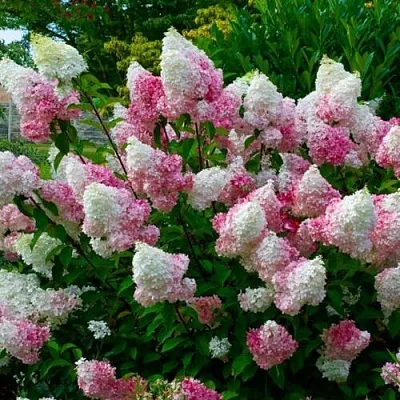 Гортензия  Гортензия в Набережных Челнах