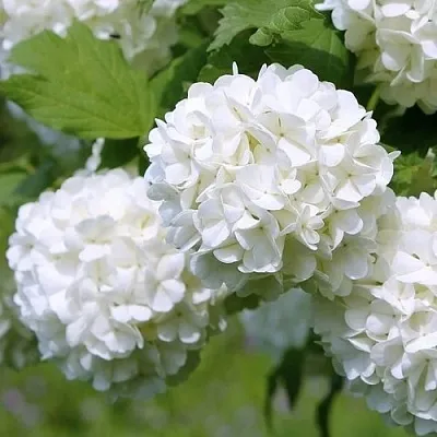 Калина декоративная  Калина декоративная в Набережных Челнах