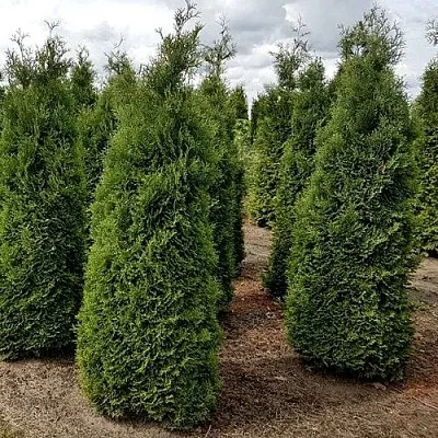 Туя ХОЛМСТРУП западная в Набережных Челнах