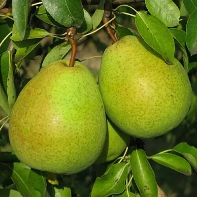 Груша НАЙТ-ВЕРТ колонновидная  Груша НАЙТ-ВЕРТ колонновидная в Набережных Челнах