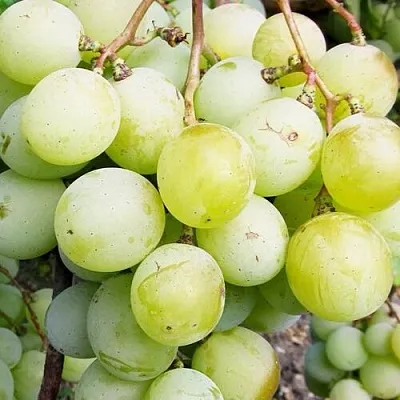 Виноград КЕША МУСКАТ  Виноград КЕША МУСКАТ в Набережных Челнах