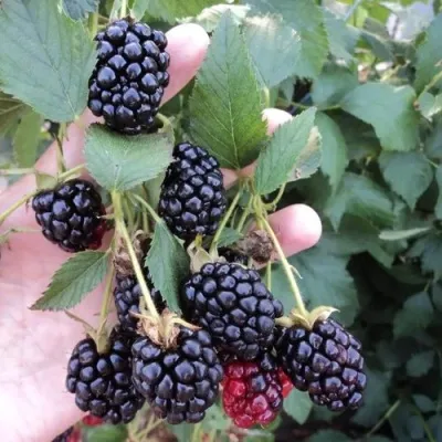 Ежевика ОУАЧИТА бесшипная — описание сорта Ежевика ОУАЧИТА бесшипная в Набережных Челнах