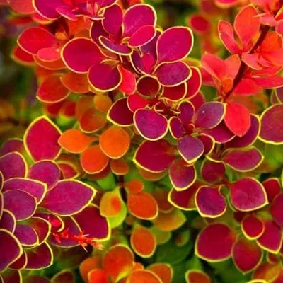 Барбарис ОРАНЖ САНРАЙЗ тунберга в Набережных Челнах