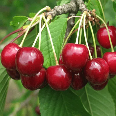 Черешня ГРОНКОВАЯ  Черешня ГРОНКОВАЯ в Набережных Челнах