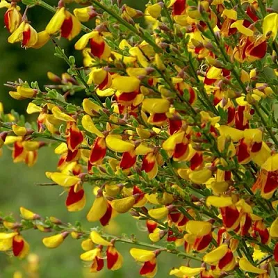 Ракитник  Ракитник в Набережных Челнах