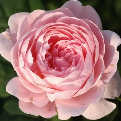 Саженцы роз КУИН ОФ СУИДЕН английская  Саженцы роз КУИН ОФ СУИДЕН английская в Набережных Челнах