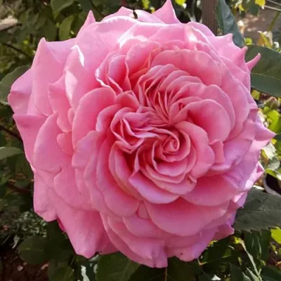 Саженцы роз ЭШЛИ чайно-гибридная — описание сорта Саженцы роз ЭШЛИ чайно-гибридная в Набережных Челнах