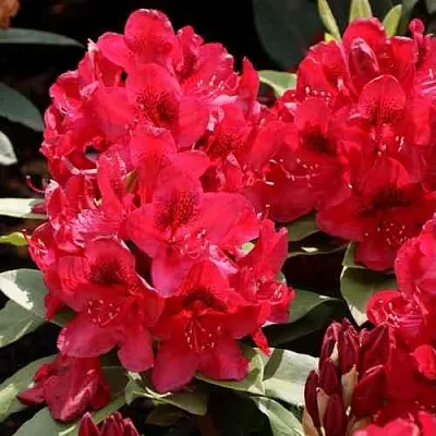 Рододендрон МАТАДОР в Набережных Челнах